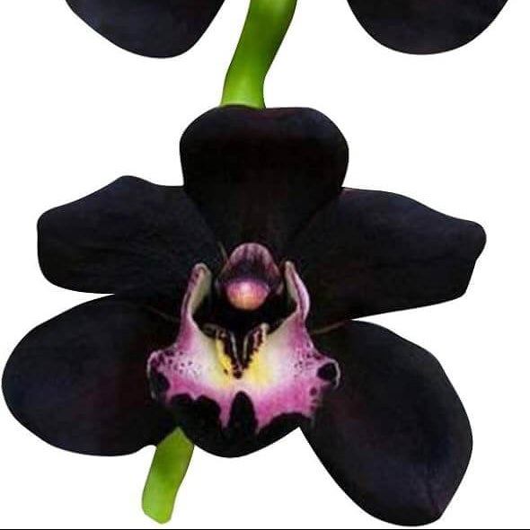 Orchid Seeds – Black Butterfly