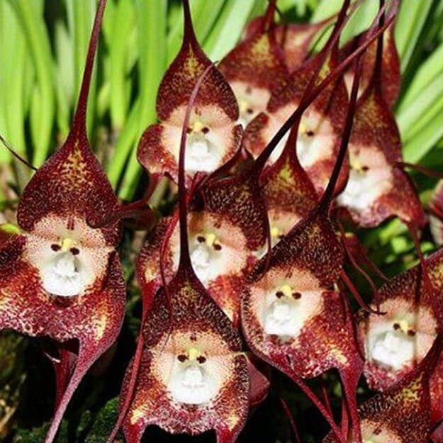 Orchid Seeds – Dark Red Monkey Face
