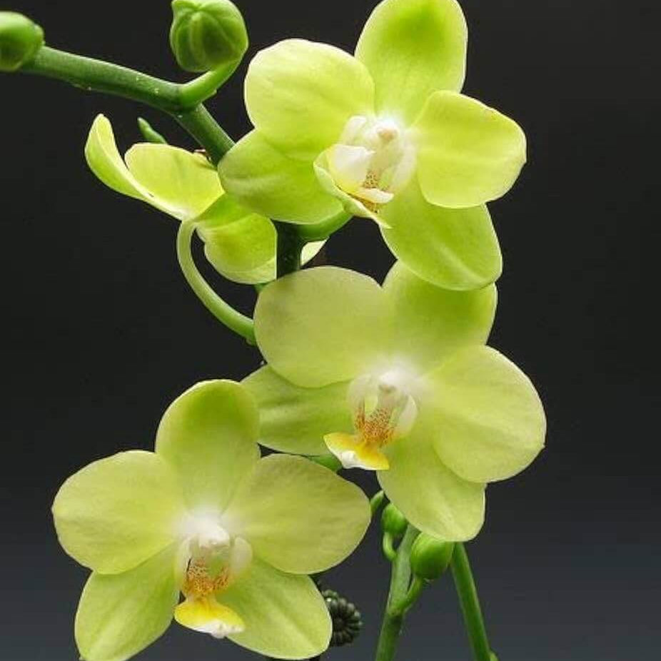 Orchid Seeds – Green