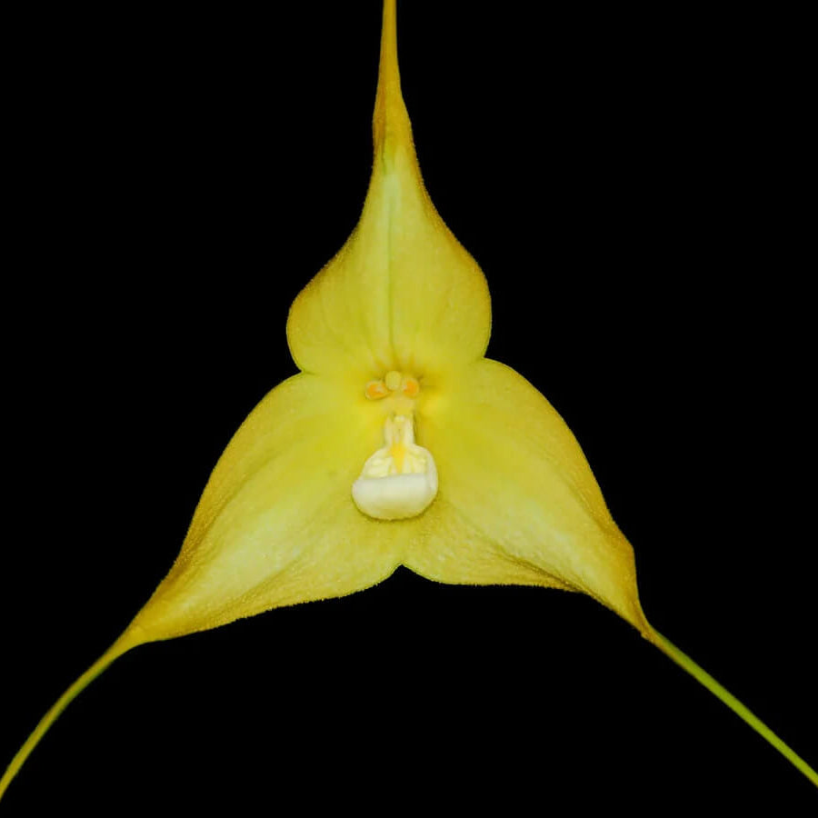 Orchid Seeds – Green Monkey Face