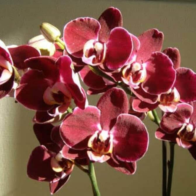 Orchid Seeds – Maroon White Phalaenopsis