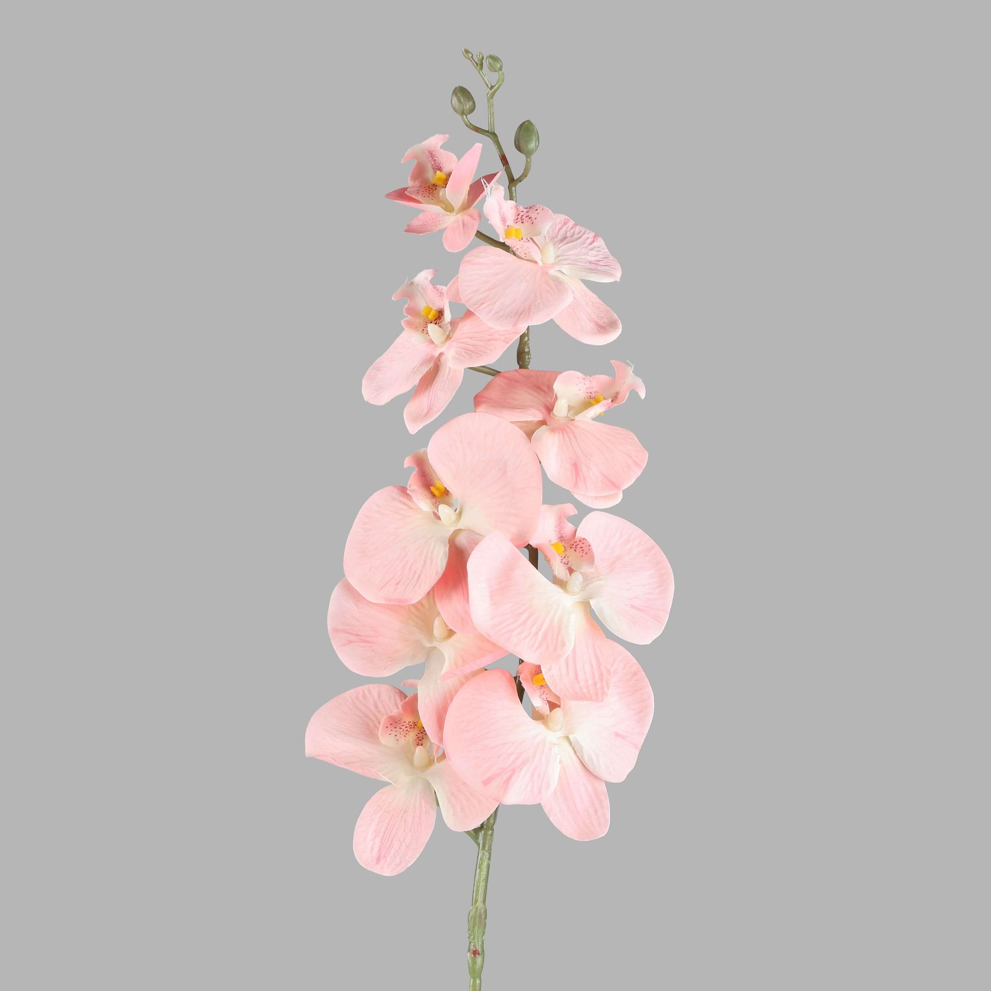 Orchid Seeds – Pale Pink