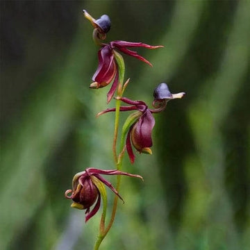 Orchid Seeds – Purple Flying Duck