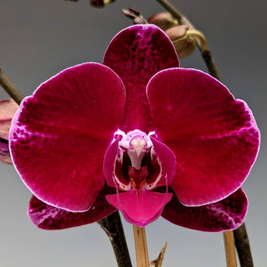 Orchid Seeds – Red Phalaenopsis