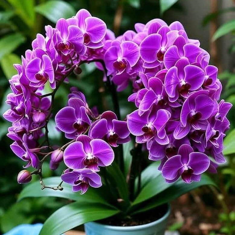 Orchid Seeds – Violet Hydroponic