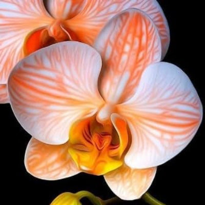 Orchid Seeds – White Orange
