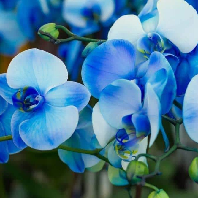 Orchid Seeds – Blue Phalaenopsis