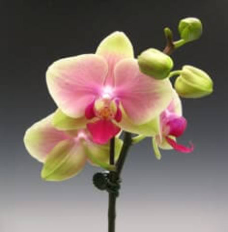 Orchid Seeds – Green Pink Phalaenopsis