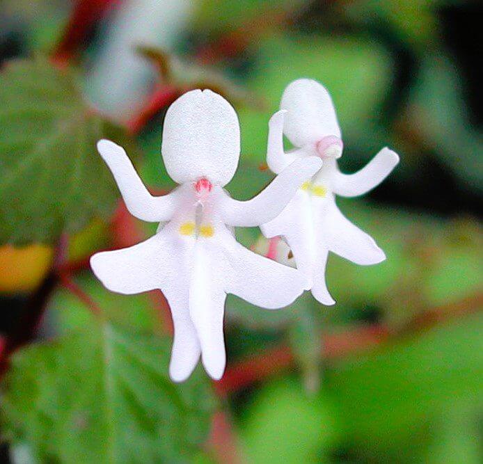 Orchid Seeds – Baby Face