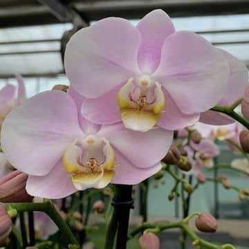 Orchid Seeds – Baby Pink