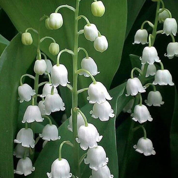 Orchid Seeds – Bell