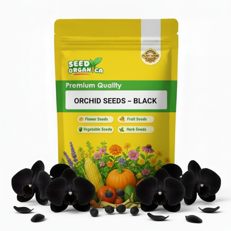 Orchid Seeds – Black