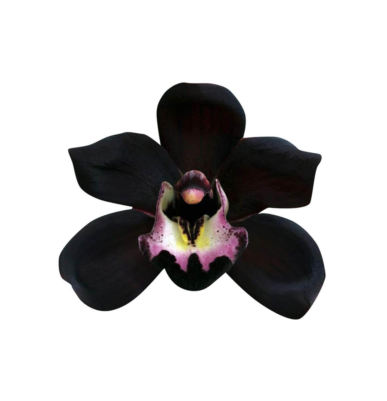 Orchid Seeds – Black Butterfly