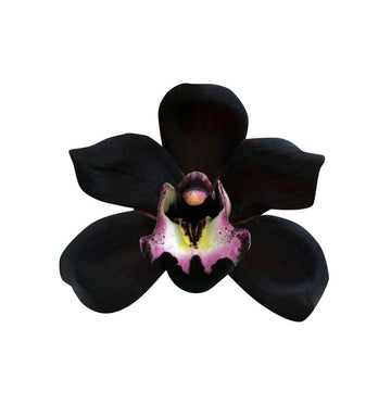 Orchid Seeds – Black Butterfly