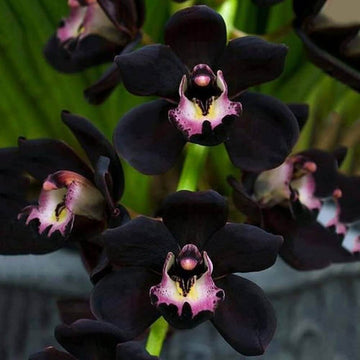 Orchid Seeds – Black Cymbidium