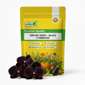 Orchid Seeds – Black Cymbidium