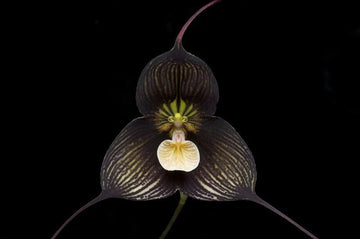 Orchid Seeds – Black Monkey Face