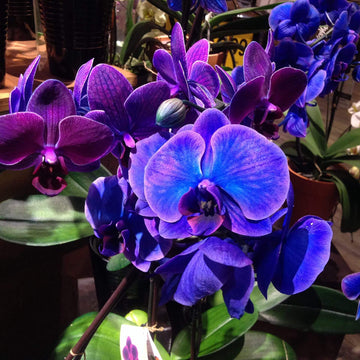Orchid Seeds – Blue-Purple Phalaenopsis