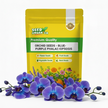 Orchid Seeds – Blue-Purple Phalaenopsis