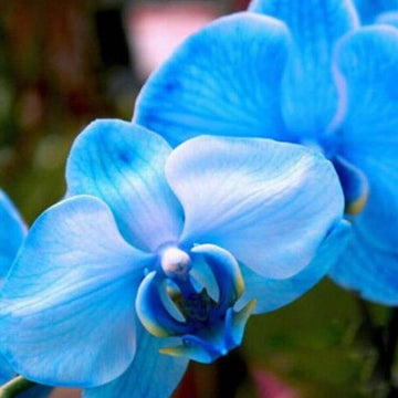 Orchid Seeds – Blue Butterfly