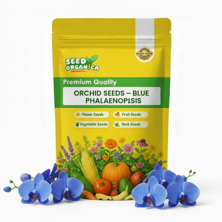 Orchid Seeds – Blue Phalaenopsis