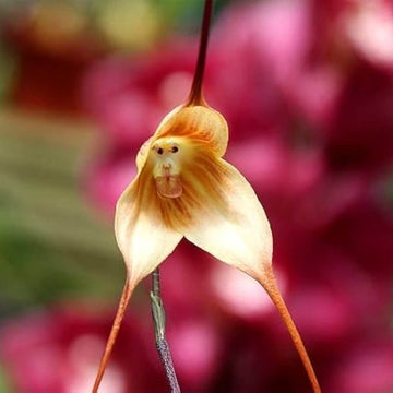 Orchid Seeds – Brown Monkey