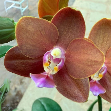 Orchid Seeds – Brown Phalaenopsis
