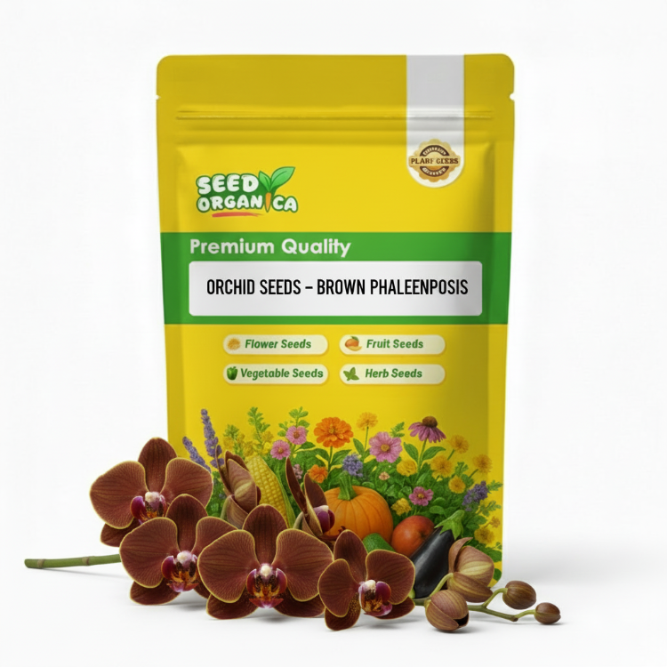 Orchid Seeds – Brown Phalaenopsis