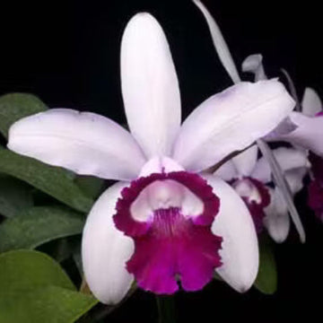 Orchid Seeds – Cattleya Intermedia