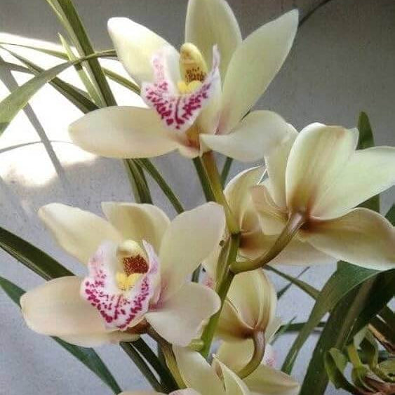 Orchid Seeds – Cream Cymbidium