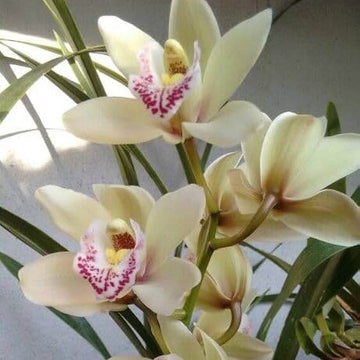 Orchid Seeds – Cream Cymbidium