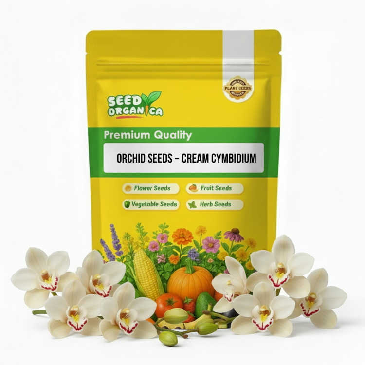 Orchid Seeds – Cream Cymbidium