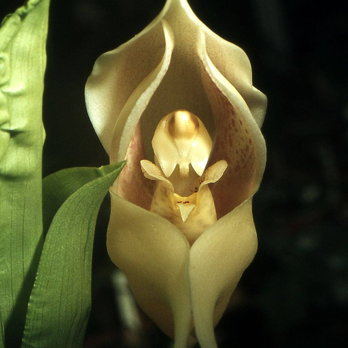 Orchid Seeds – Cream Eggs Baby