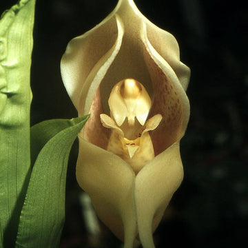 Orchid Seeds – Cream Eggs Baby