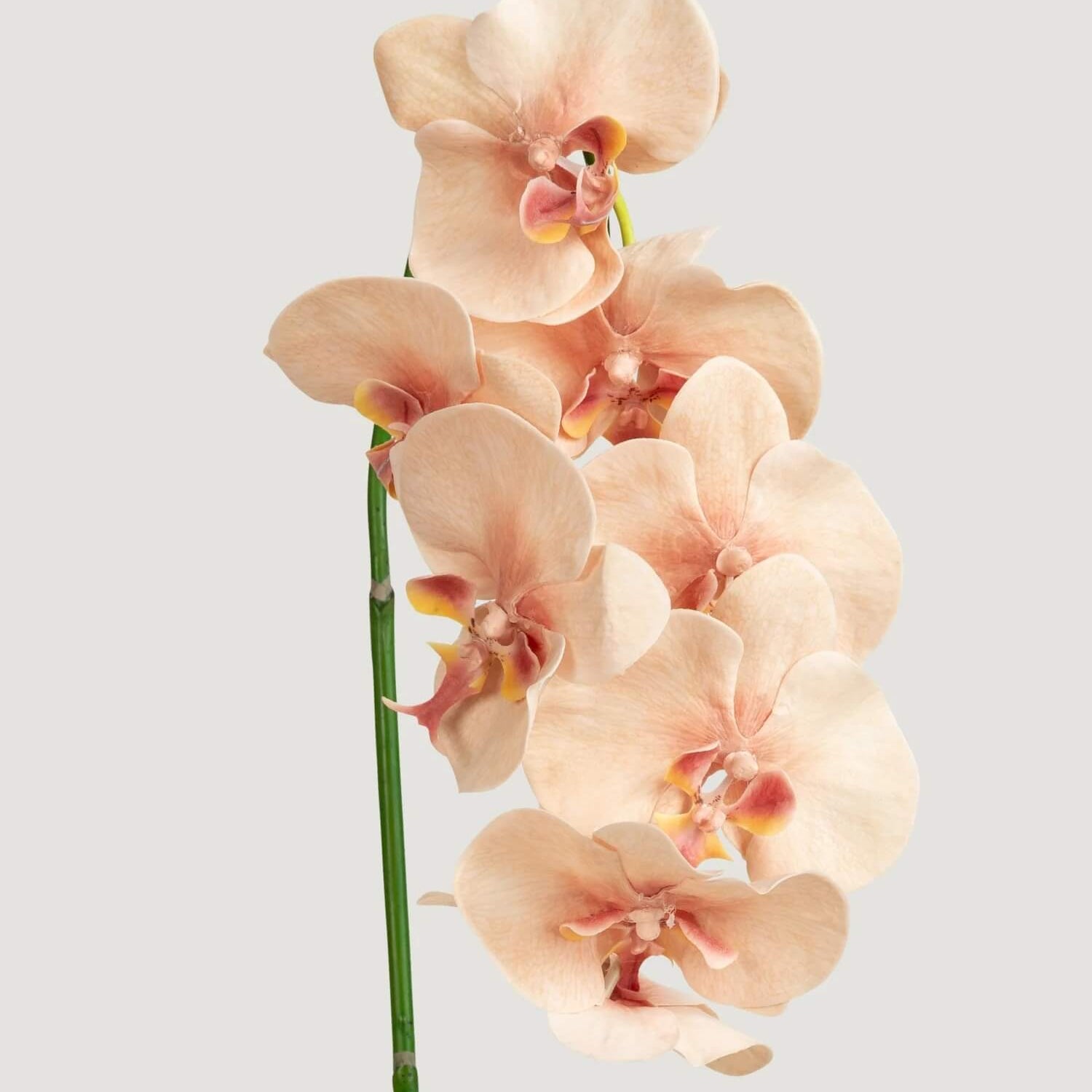 Orchid Seeds – Cream Phalaenopsis