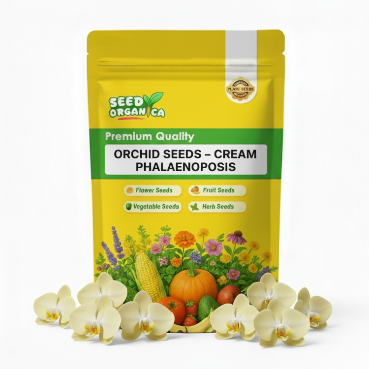Orchid Seeds – Cream Phalaenopsis