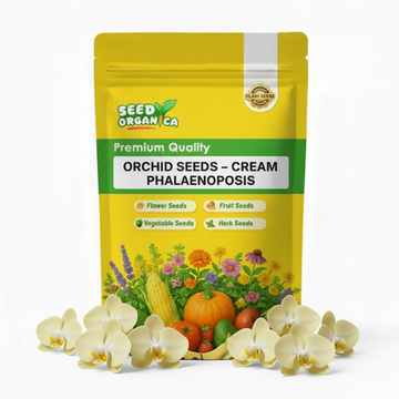 Orchid Seeds – Cream Phalaenopsis
