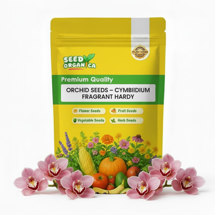 Orchid Seeds – Cymbidium Fragrant Hardy