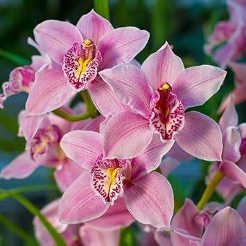 Orchid Seeds – Cymbidium Maxillaria Rose