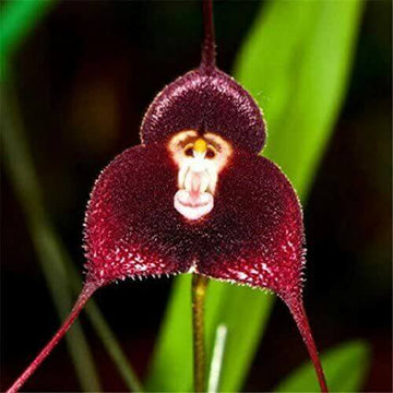 Orchid Seeds – Dark Red Monkey Face