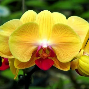 Orchid Seeds – Deep Yellow Phalaenopsis