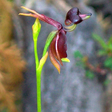 Orchid Seeds – Flying Duck