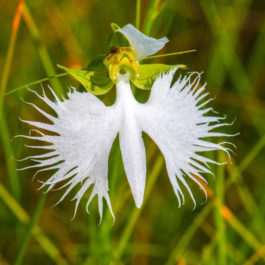 Orchid Seeds – Fringed