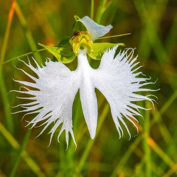 Orchid Seeds – Fringed