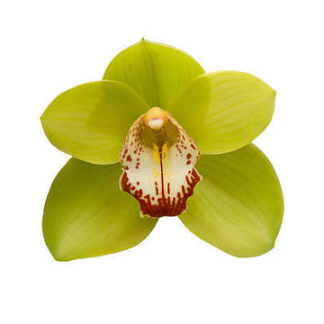 Orchid Seeds – Green