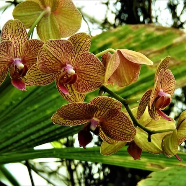 Orchid Seeds – Green Brown Phalaenopsis