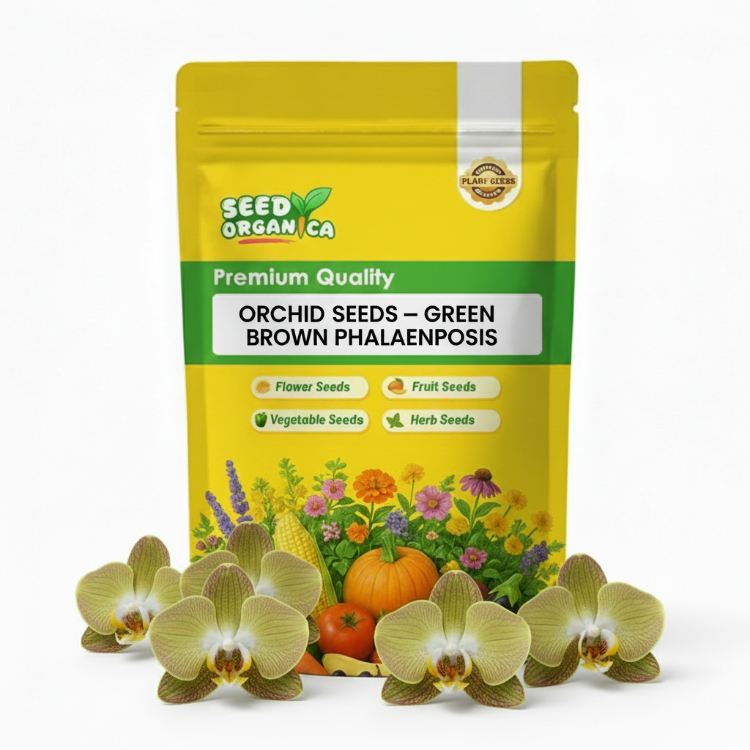 Orchid Seeds – Green Brown Phalaenopsis