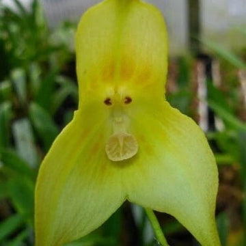 Orchid Seeds – Green Monkey Face