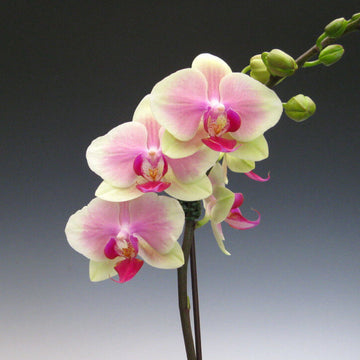 Orchid Seeds – Green Pink Phalaenopsis