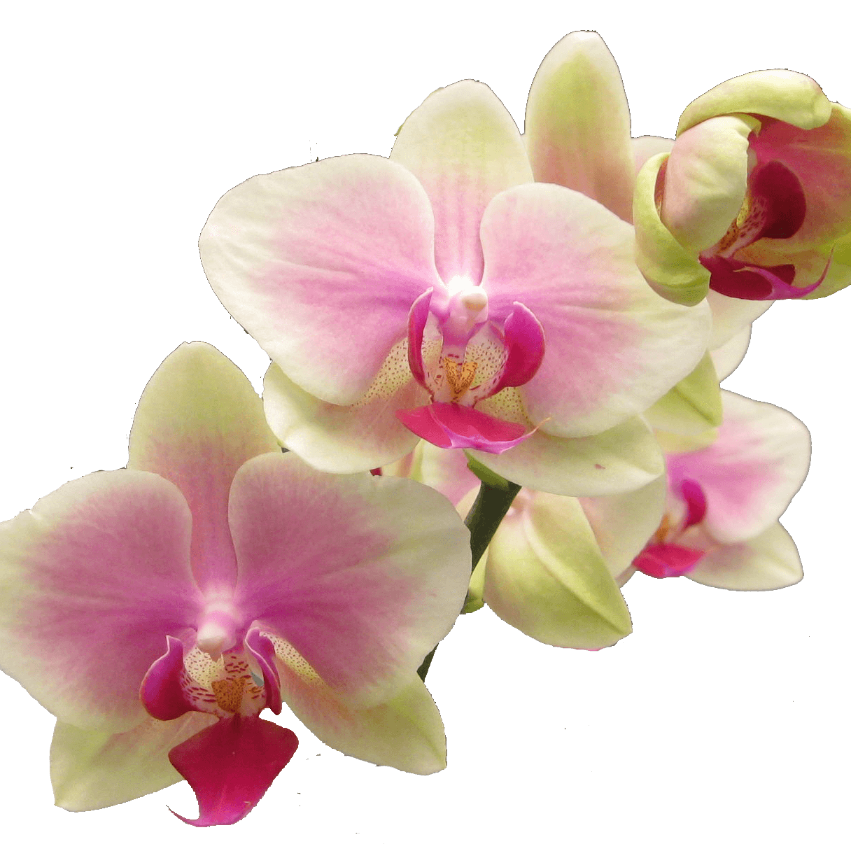 Orchid Seeds – Green Pink Phalaenopsis